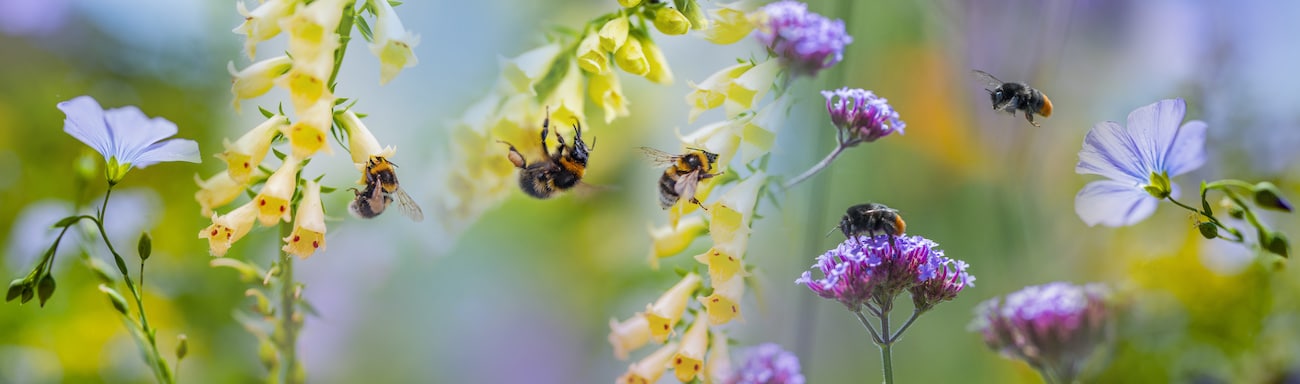 Other Bees That Pollinate