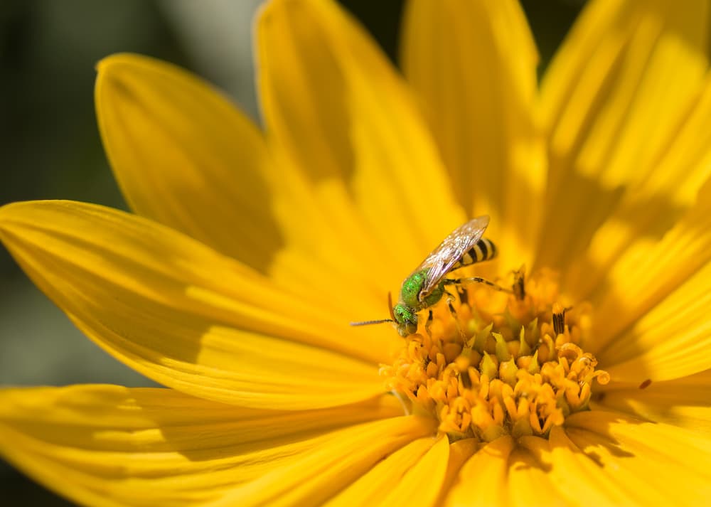 Sweat bee