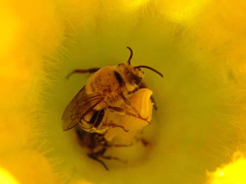 Squash Bee - peponapis. Photo: Adobe Stock