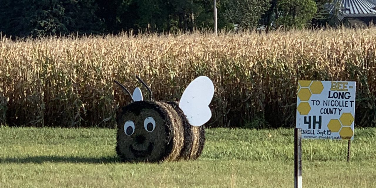 Giant Hay Bee in Minnesota