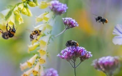 8 Bees That Pollinate Plants