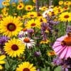 Several bright flowers growing in a field.