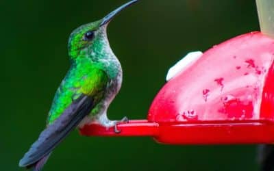 Easy Hummingbird Food Recipe