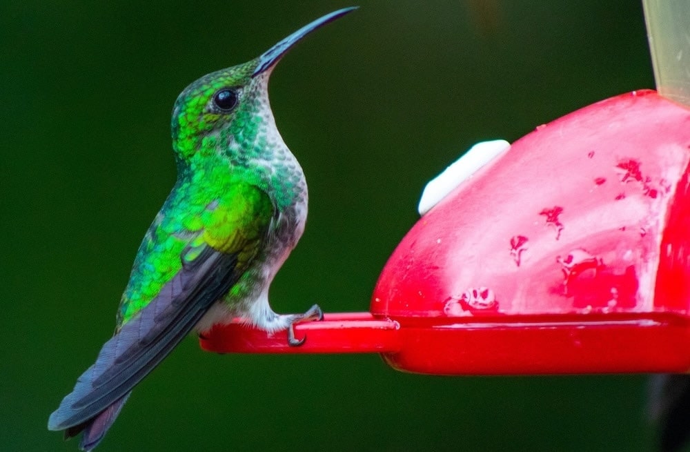 Easy Hummingbird Food Recipe
