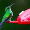 Hummingbird-Green-at-Feeder