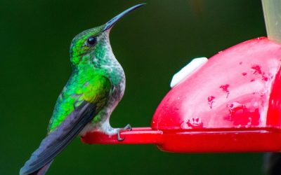 Easy Hummingbird Food Recipe
