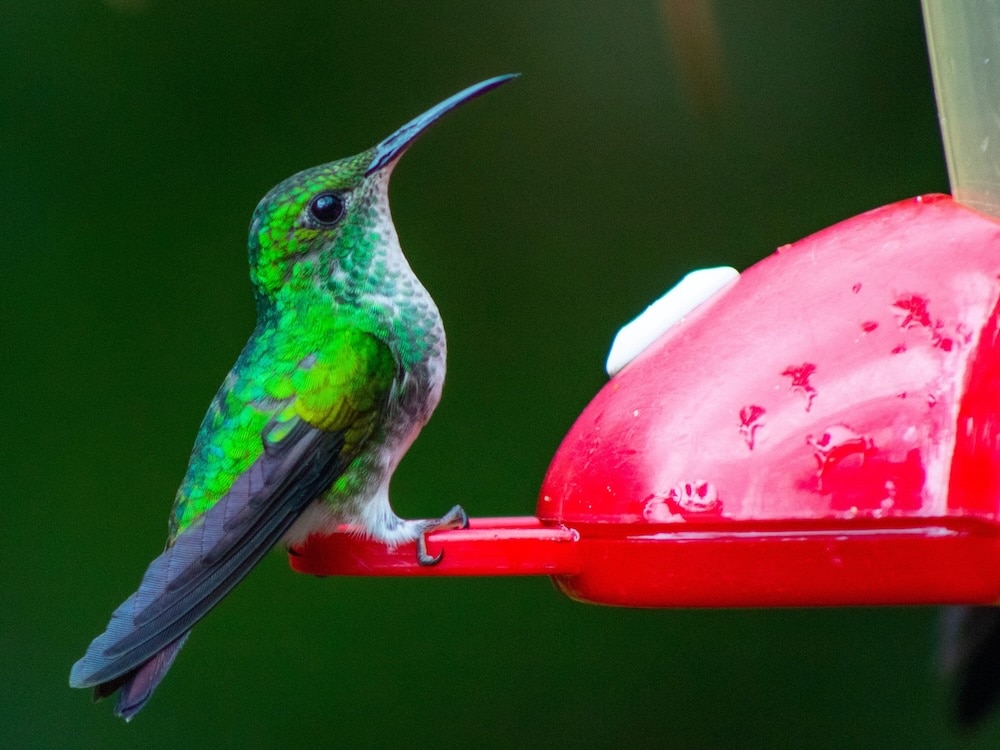 Hummingbird-Green-at-Feeder