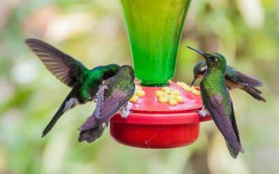 Best Hummingbird Feeders to Attract More Birds