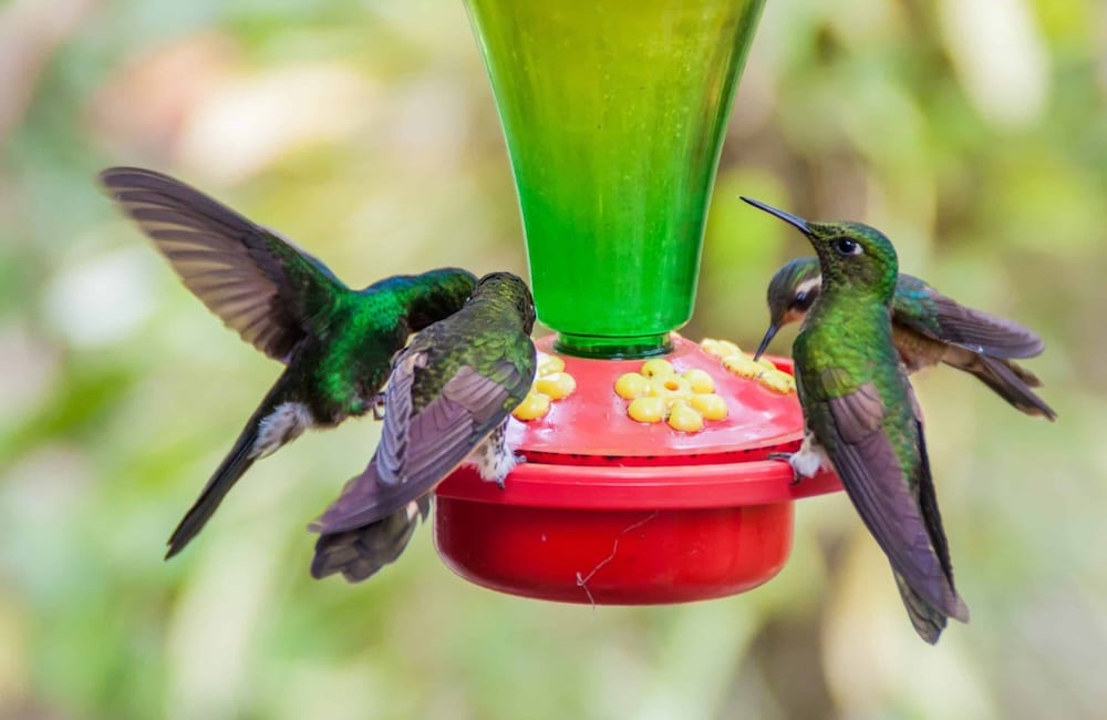 Best Hummingbird Feeders to Attract More Birds