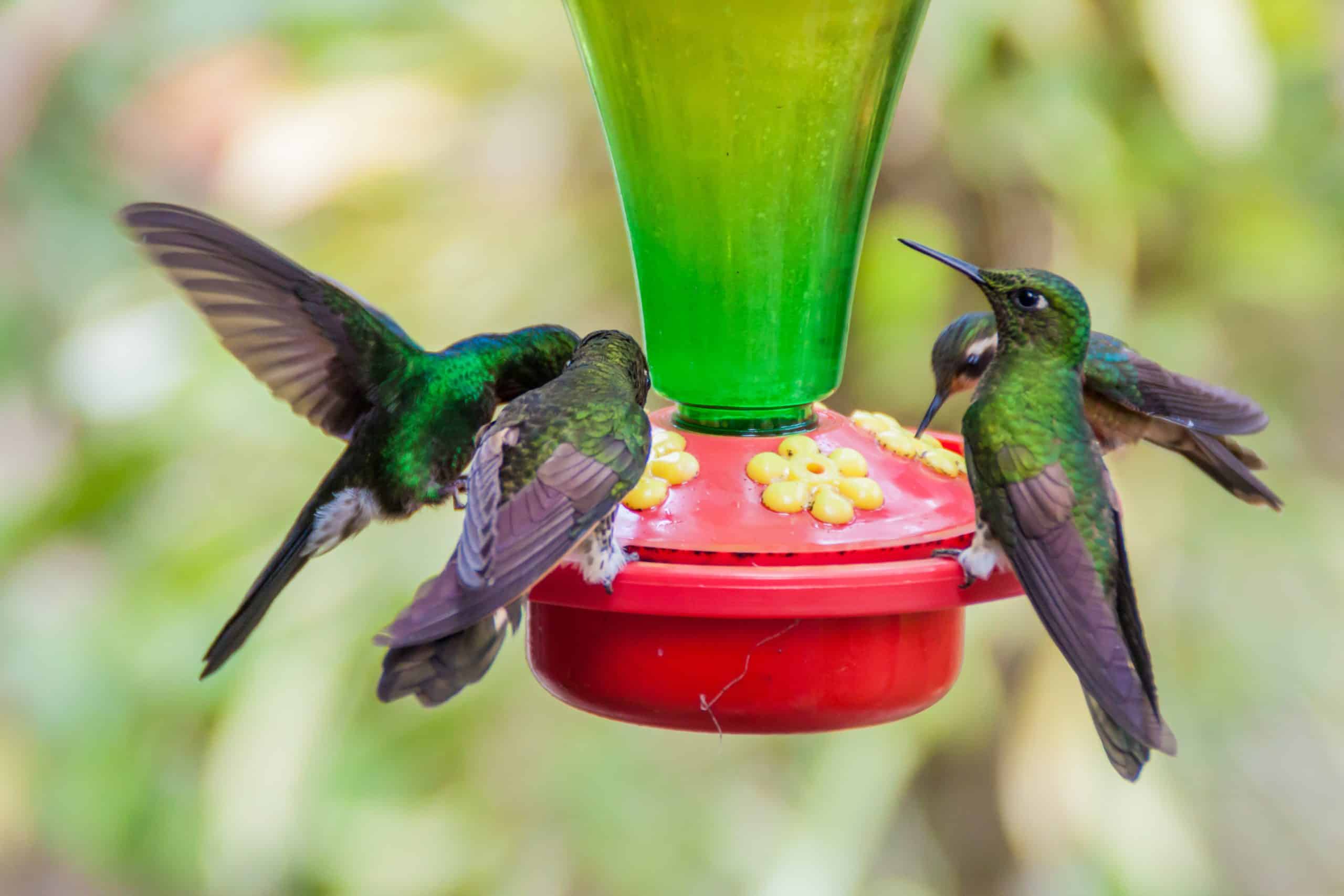 Best Hummingbird Feeders to Attract More Birds