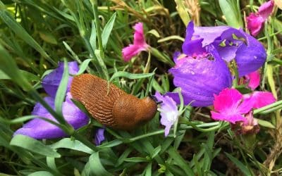Get Rid of Slugs and Snails Naturally