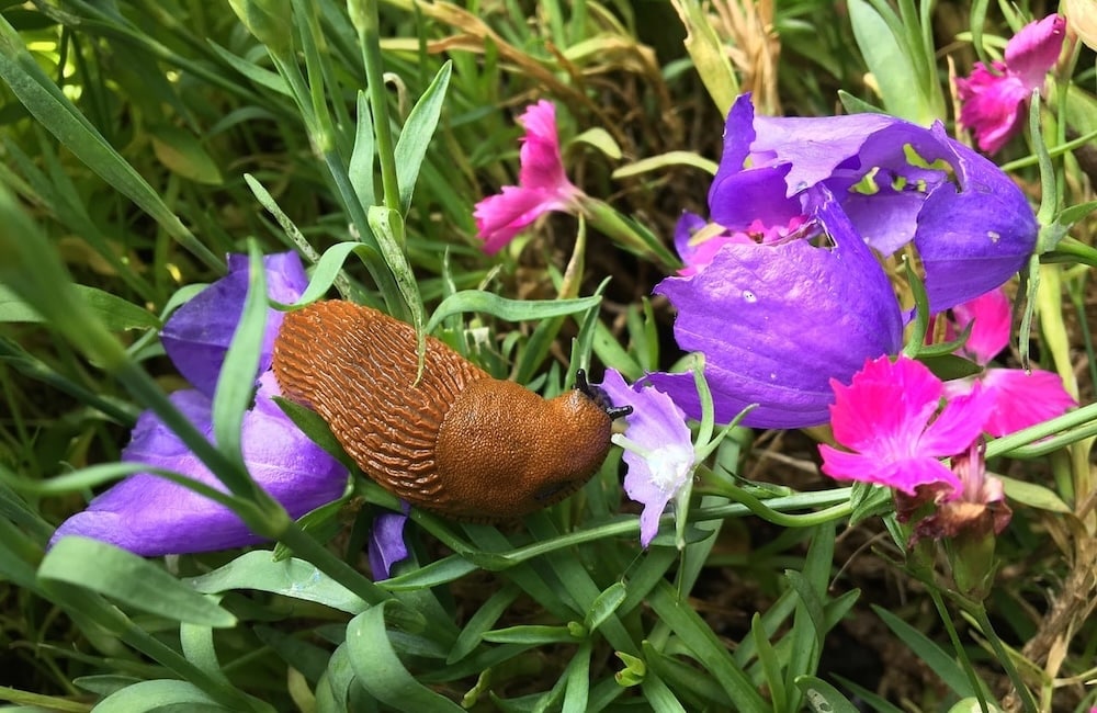 Get Rid of Slugs and Snails Naturally